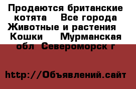 Продаются британские котята  - Все города Животные и растения » Кошки   . Мурманская обл.,Североморск г.
